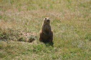 prairie dog | Devils Tower National Monument